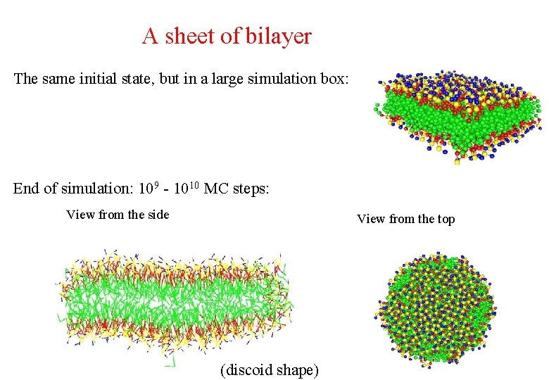 A sheet of bilayer The same initial state, but in a large simulation box: A sheet of bilayer The same initial state, but in a large simulation box: