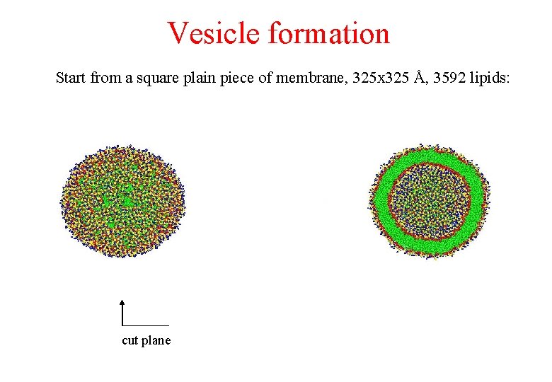 Vesicle formation Start from a square plain piece of membrane, 325 x 325 Å, Vesicle formation Start from a square plain piece of membrane, 325 x 325 Å,