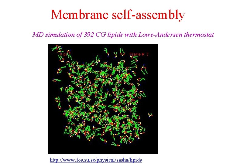 Membrane self-assembly MD simulation of 392 CG lipids with Lowe-Andersen thermostat http: //www. fos. Membrane self-assembly MD simulation of 392 CG lipids with Lowe-Andersen thermostat http: //www. fos.