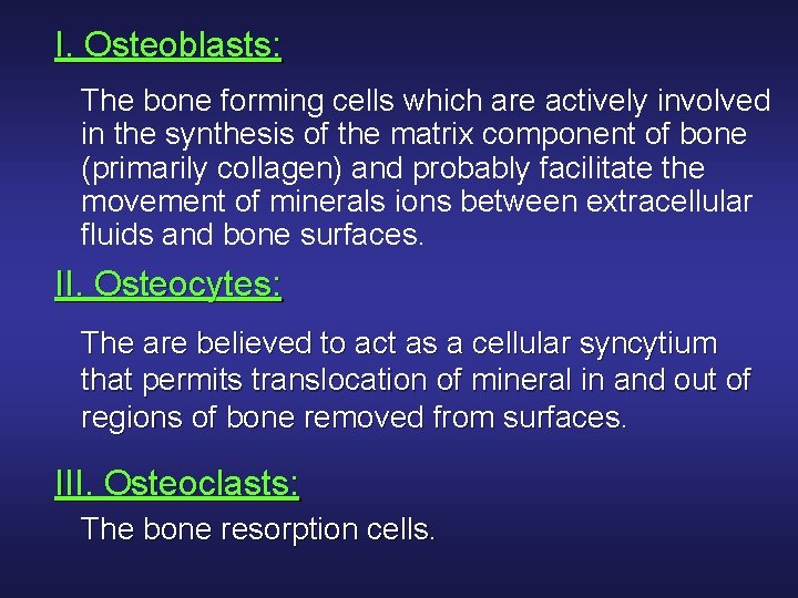 I. Osteoblasts: The bone forming cells which are actively involved in the synthesis of