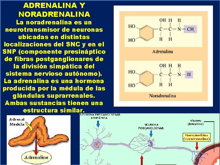 ADRENALINA Y NORADRENALINA FARMACOLOGA DE LOS RECEPTORES ADRENRGICOS