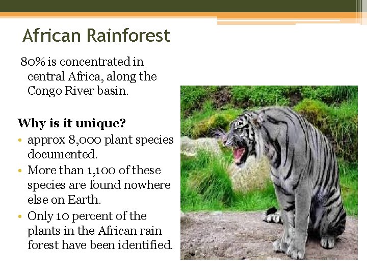 African Rainforest 80% is concentrated in central Africa, along the Congo River basin. Why African Rainforest 80% is concentrated in central Africa, along the Congo River basin. Why