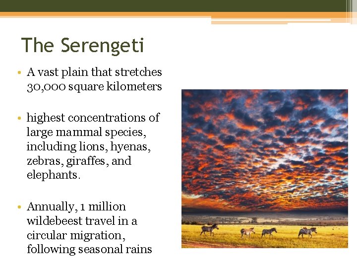 The Serengeti • A vast plain that stretches 30, 000 square kilometers • highest The Serengeti • A vast plain that stretches 30, 000 square kilometers • highest