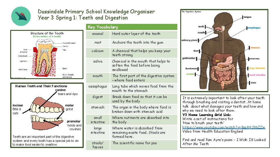 Dussindale Primary School Knowledge Organiser Year 3 Spring 1: Teeth and Digestion Key Vocabulary