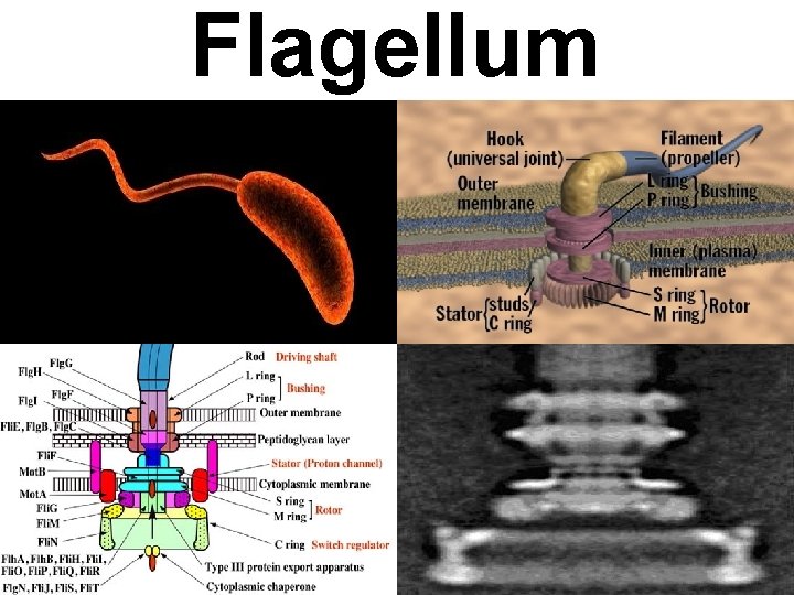 Flagellum 