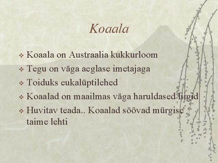 Koaala on Austraalia kukkurloom v Tegu on väga aeglase imetajaga v Toiduks eukalüptilehed v