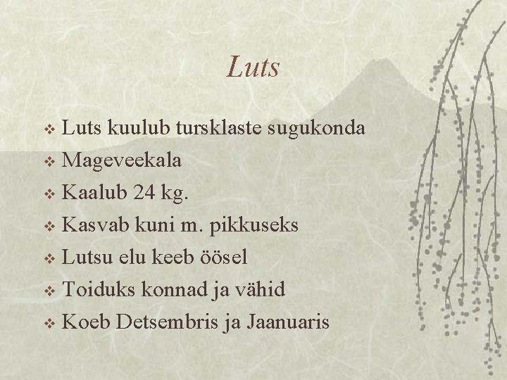 Luts kuulub tursklaste sugukonda v Mageveekala v Kaalub 24 kg. v Kasvab kuni m.
