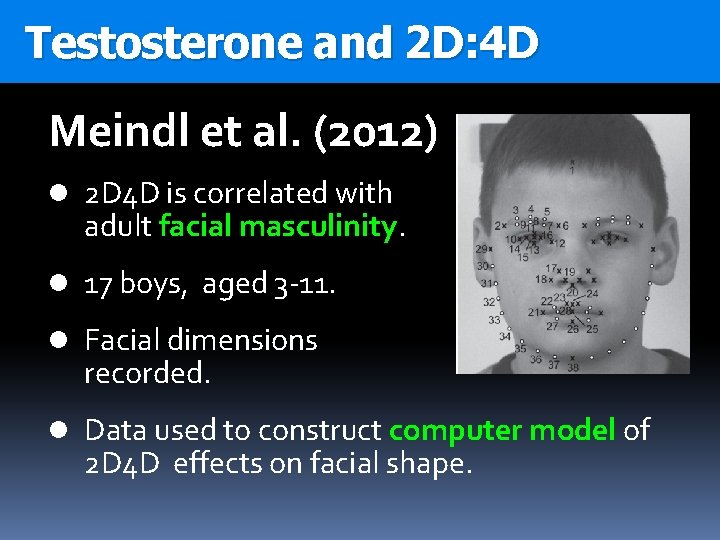 Testosterone and 2 D: 4 D Meindl et al. (2012) l 2 D 4