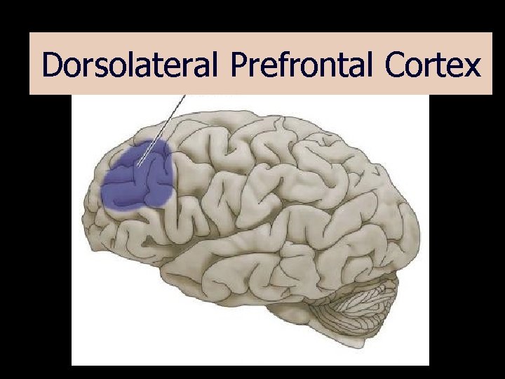 Dorsolateral Prefrontal Cortex 