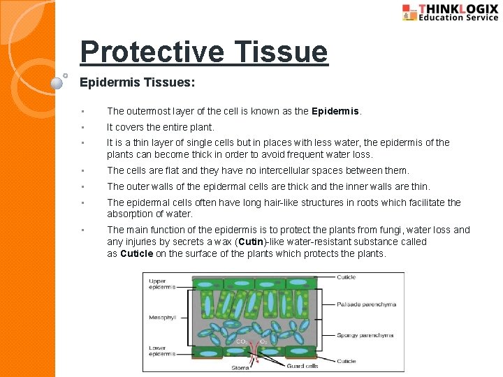 Protective Tissue Epidermis Tissues: • The outermost layer of the cell is known as