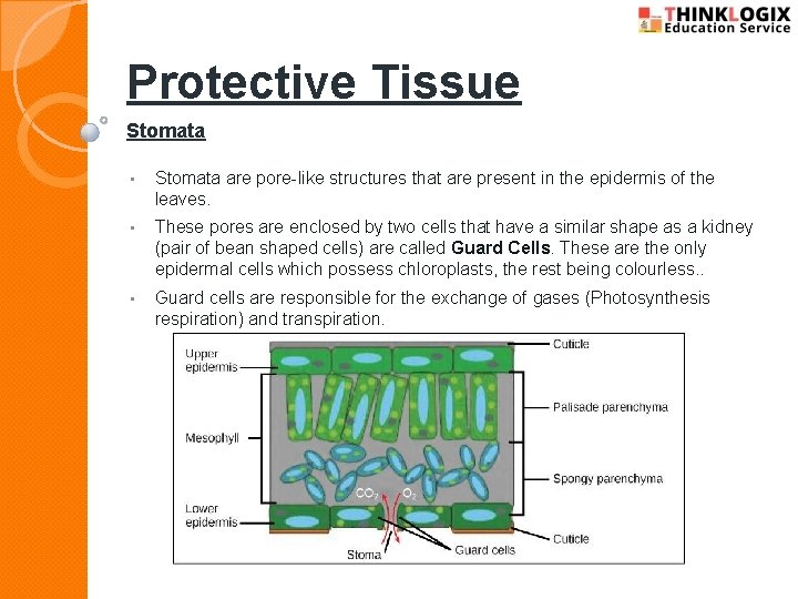 Protective Tissue Stomata • Stomata are pore-like structures that are present in the epidermis