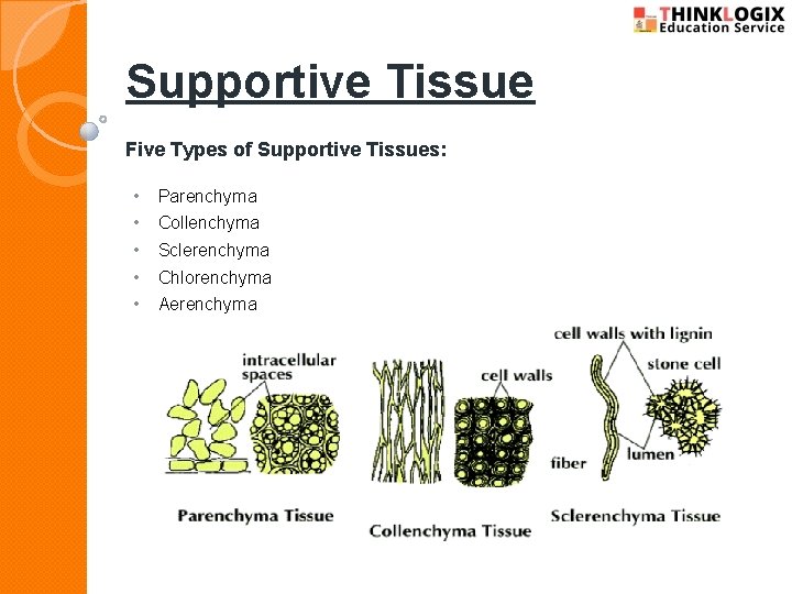 Supportive Tissue Five Types of Supportive Tissues: • • • Parenchyma Collenchyma Sclerenchyma Chlorenchyma