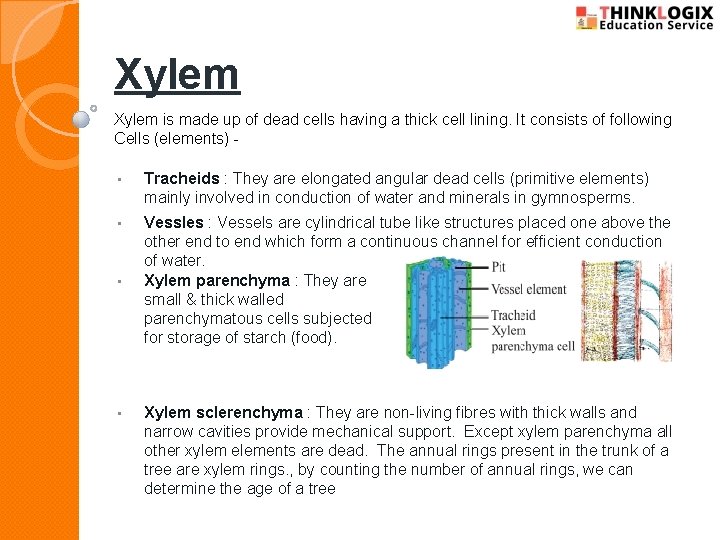 Xylem is made up of dead cells having a thick cell lining. It consists