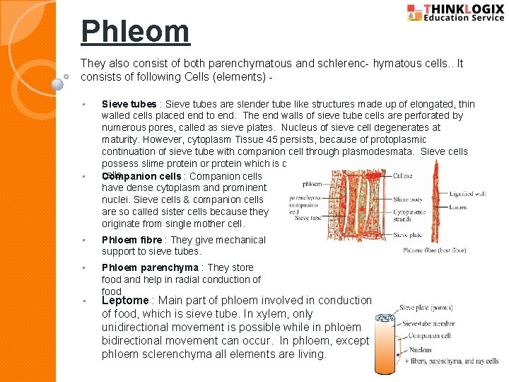 Phleom They also consist of both parenchymatous and schlerenc- hymatous cells. . It consists