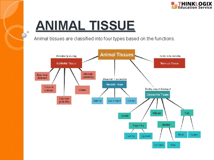 ANIMAL TISSUE Animal tissues are classified into four types based on the functions. 