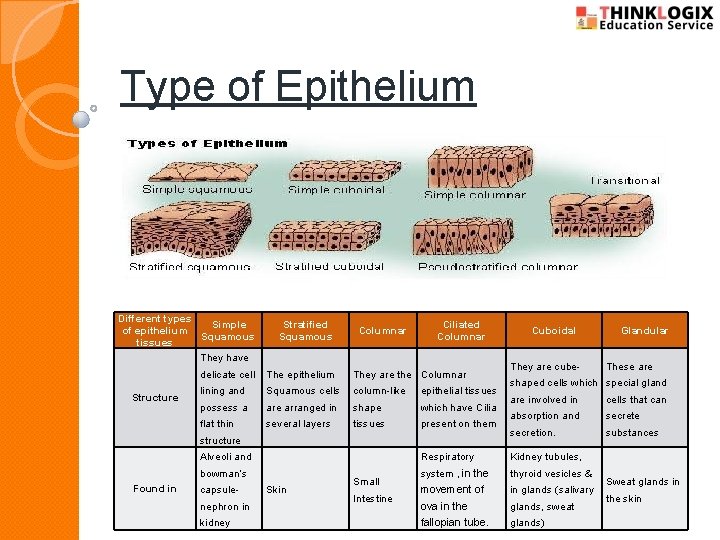 Type of Epithelium Different types Simple of epithelium Squamous tissues They have Stratified Squamous