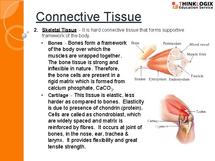 Connective Tissue 2. Skeletal Tissue : - It is hard connective tissue that forms