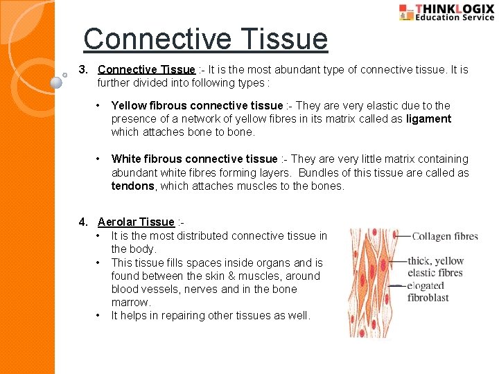 Connective Tissue 3. Connective Tissue : - It is the most abundant type of