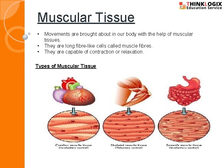 Muscular Tissue • • • Movements are brought about in our body with the