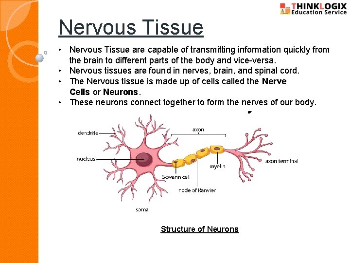 Nervous Tissue • Nervous Tissue are capable of transmitting information quickly from the brain