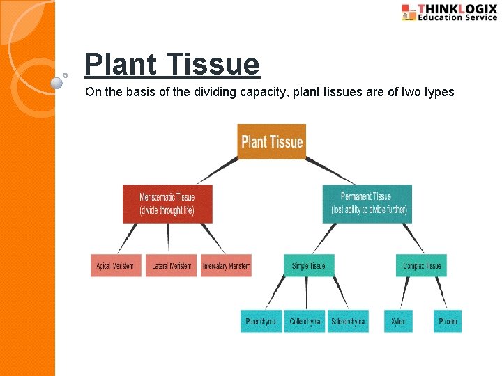 Plant Tissue On the basis of the dividing capacity, plant tissues are of two