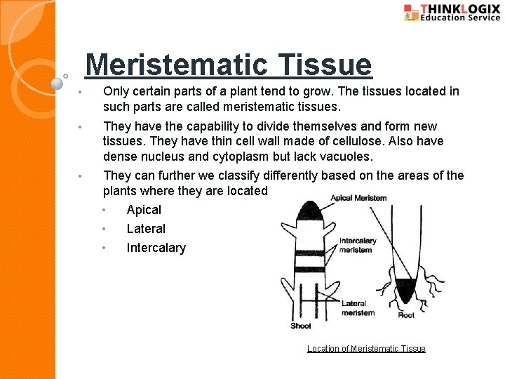 Meristematic Tissue • Only certain parts of a plant tend to grow. The tissues