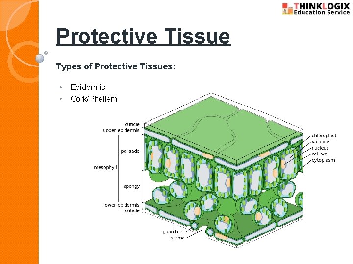 Protective Tissue Types of Protective Tissues: • • Epidermis Cork/Phellem 