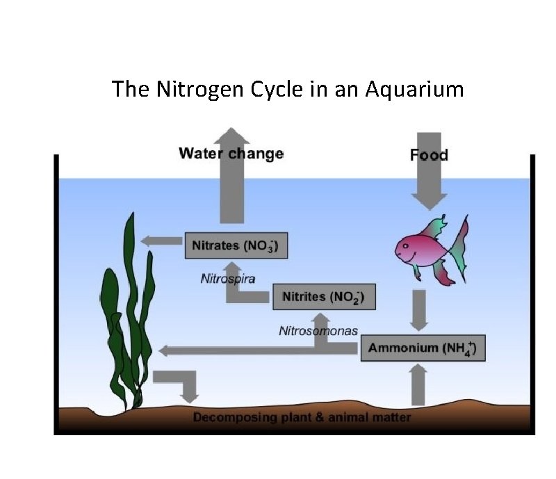 The Nitrogen Cycle in an Aquarium 