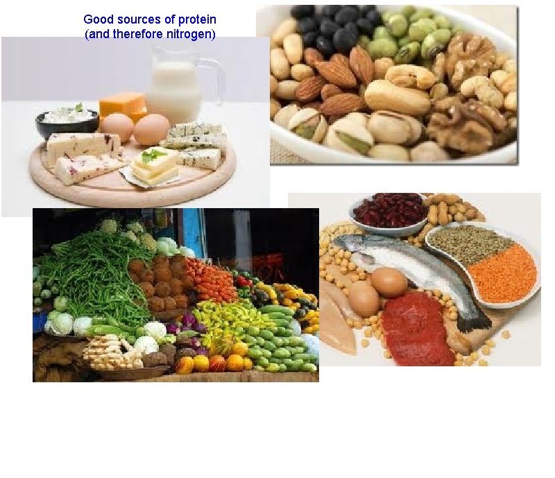 Good sources of protein (and therefore nitrogen) 