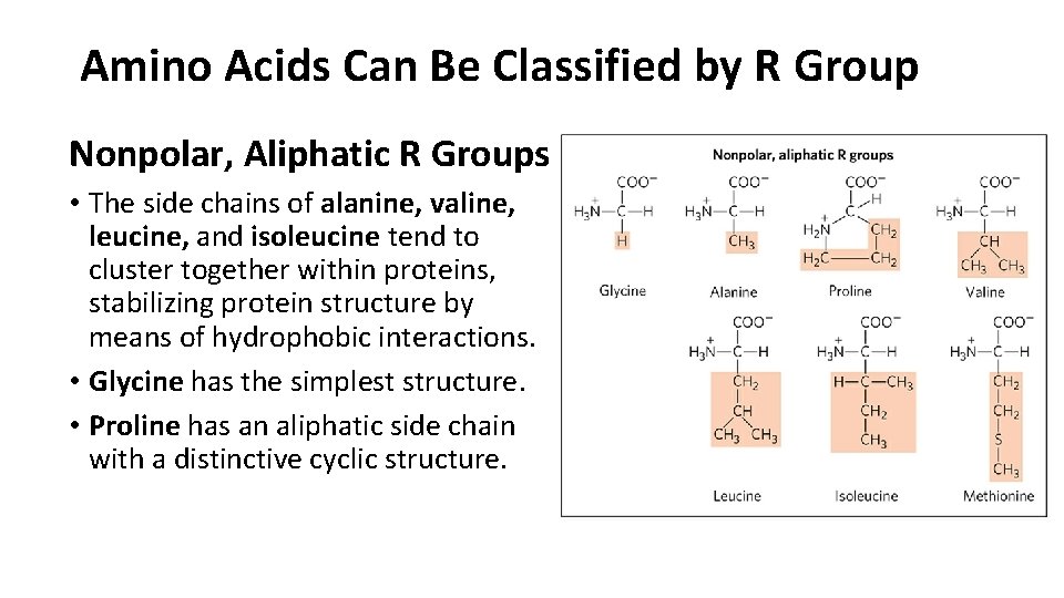 Amino Acids Can Be Classified by R Group Nonpolar, Aliphatic R Groups • The