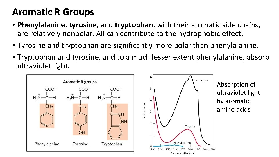 Aromatic R Groups • Phenylalanine, tyrosine, and tryptophan, with their aromatic side chains, are