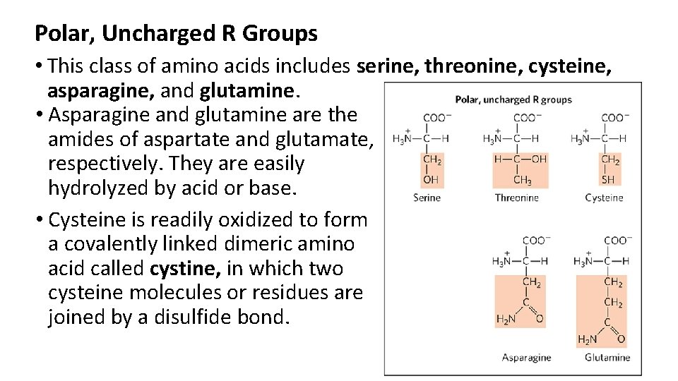 Polar, Uncharged R Groups • This class of amino acids includes serine, threonine, cysteine,