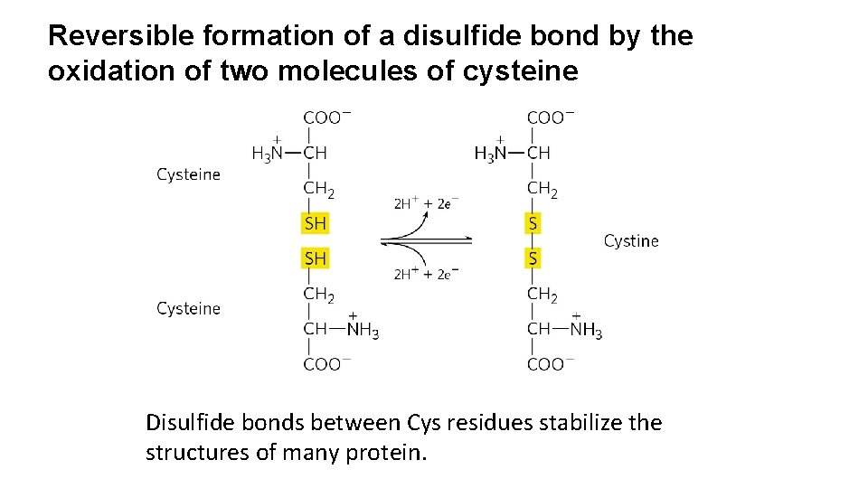 Reversible formation of a disulfide bond by the oxidation of two molecules of cysteine
