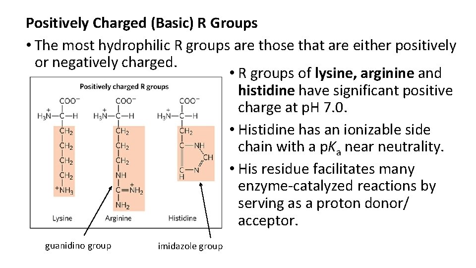 Positively Charged (Basic) R Groups • The most hydrophilic R groups are those that
