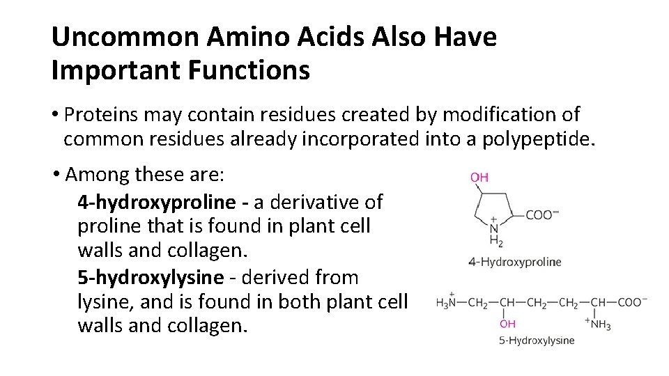 Uncommon Amino Acids Also Have Important Functions • Proteins may contain residues created by