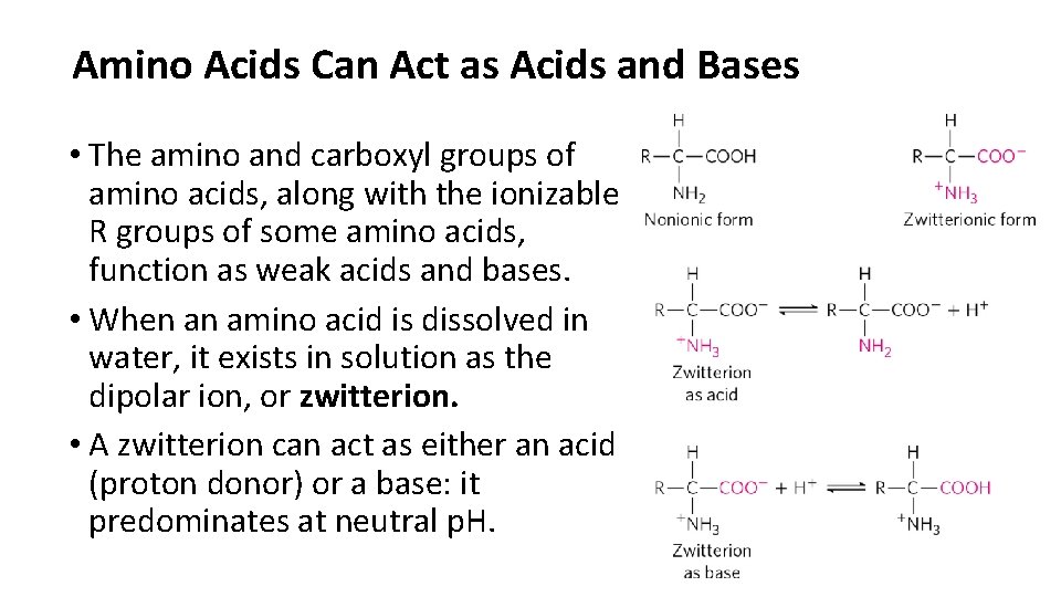 Amino Acids Can Act as Acids and Bases • The amino and carboxyl groups