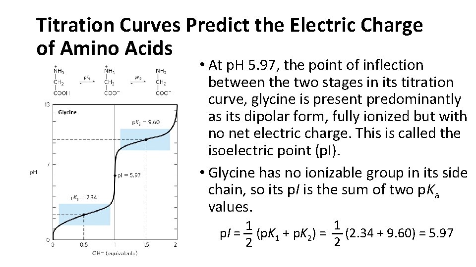Titration Curves Predict the Electric Charge of Amino Acids • At p. H 5.