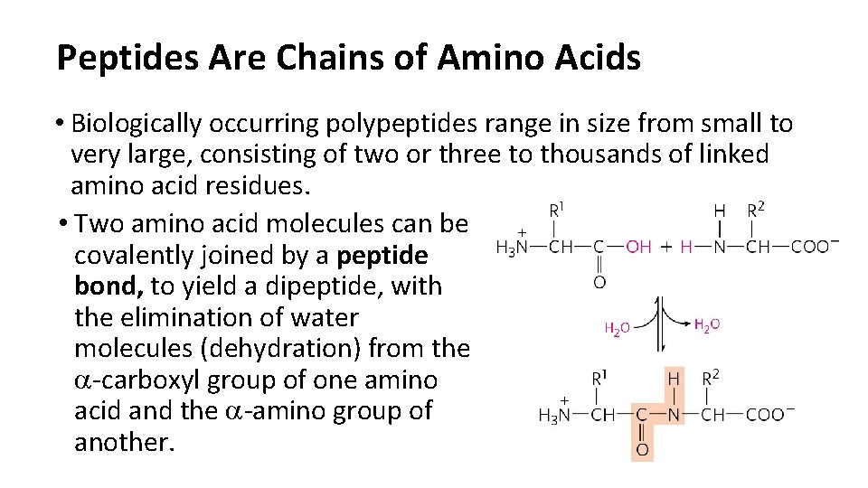 Peptides Are Chains of Amino Acids • Biologically occurring polypeptides range in size from