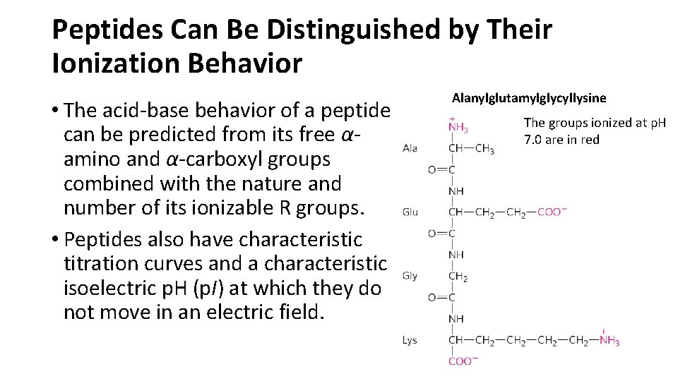Peptides Can Be Distinguished by Their Ionization Behavior • The acid-base behavior of a