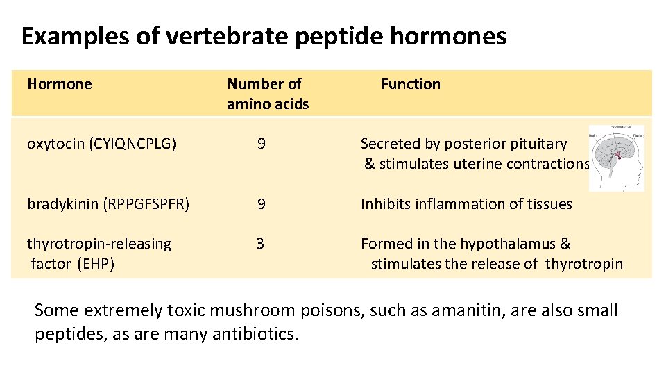 Examples of vertebrate peptide hormones Hormone Number of amino acids Function oxytocin (CYIQNCPLG) 9