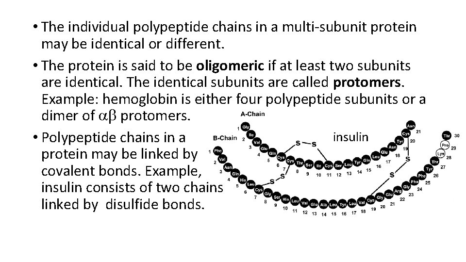  • The individual polypeptide chains in a multi-subunit protein may be identical or