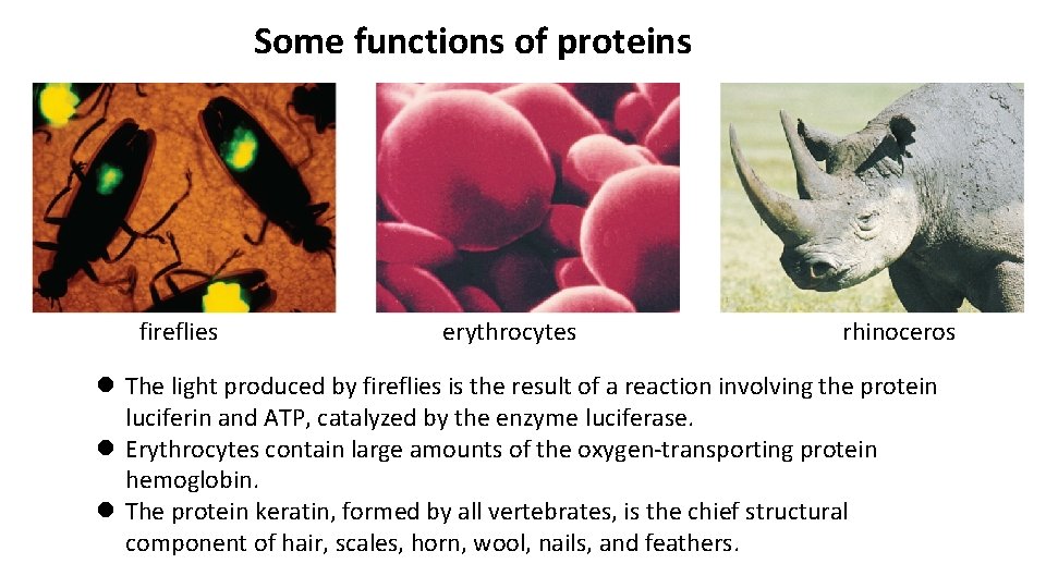 Some functions of proteins fireflies erythrocytes rhinoceros l The light produced by fireflies is