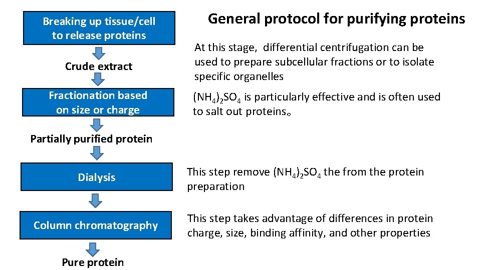 Breaking up tissue/cell General protocol for purifying proteins to release proteins At this stage,