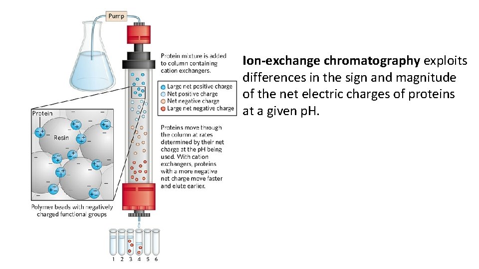 Ion-exchange chromatography exploits differences in the sign and magnitude of the net electric charges