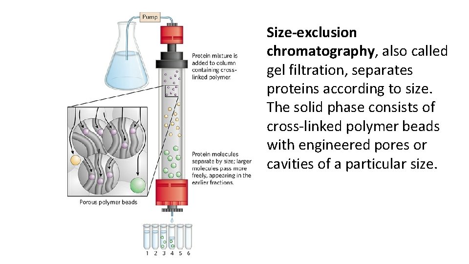 Size-exclusion chromatography, also called gel filtration, separates proteins according to size. The solid phase