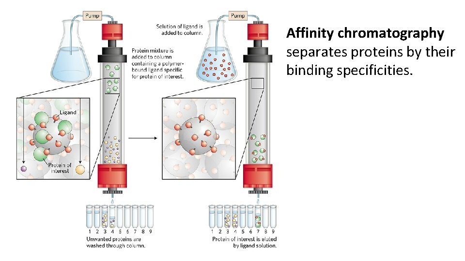 Affinity chromatography separates proteins by their binding specificities. 