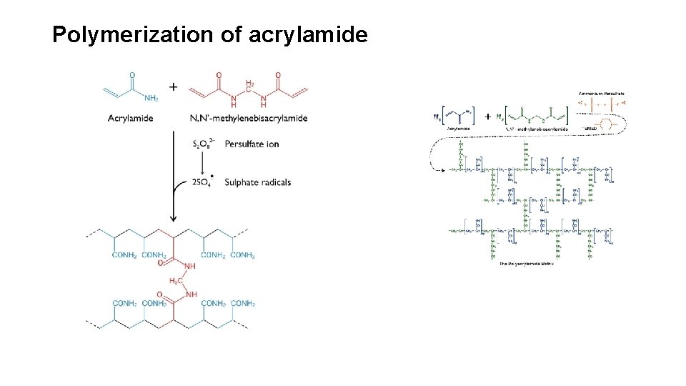 Polymerization of acrylamide 