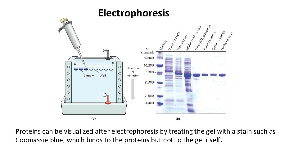 Electrophoresis Proteins can be visualized after electrophoresis by treating the gel with a stain