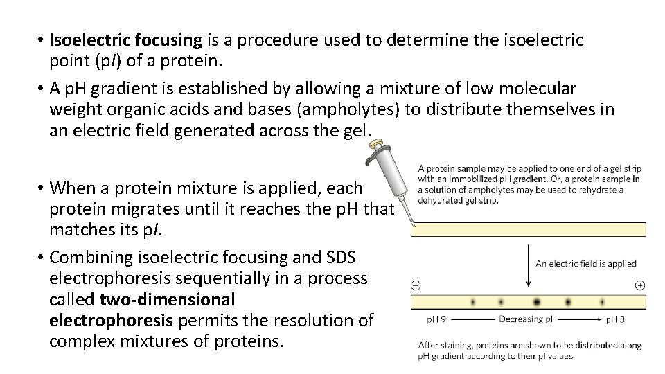  • Isoelectric focusing is a procedure used to determine the isoelectric point (p.