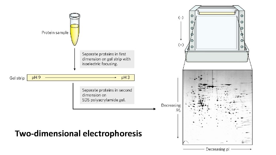 Two-dimensional electrophoresis 